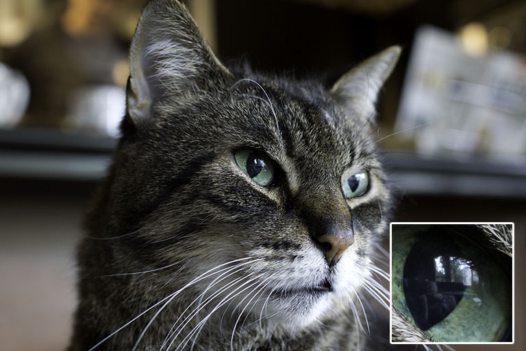 That's a clear reflection of me and the window in my cat Buddy's eye. Taken with Sony a58 and Sony 35mm lens.